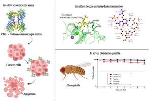 In vitro antiproliferative effects of Vatairea macrocarpa (Benth.) Ducke lectin on human tumor cell lines and in vivo evaluation of its toxicity in Drosophila melanogaster