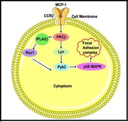 Rac1 plays a crucial role in MCP-1-induced monocyte adhesion and migration