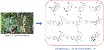 Diterpenoid alkaloids from Delphinium trichophorum