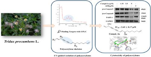 Cytotoxic and anti-inflammatory polyacetylenes from Tridax procumbens L