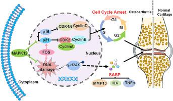 Targeting the senescence-related genes MAPK12 and FOS to alleviate osteoarthritis