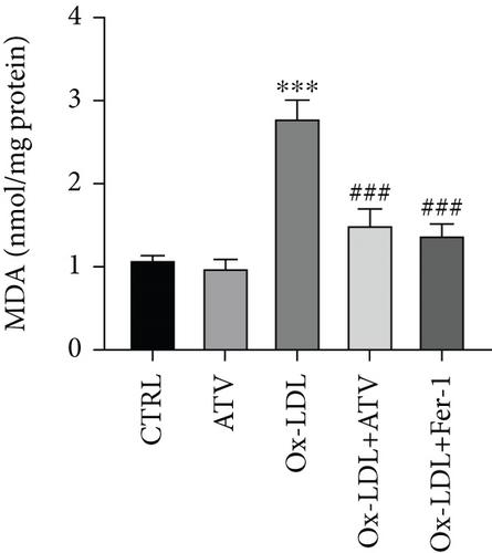 Atorvastatin Attenuates Endothelial Cell Injury in Atherosclerosis Through Inhibiting ACSL4-Mediated Ferroptosis