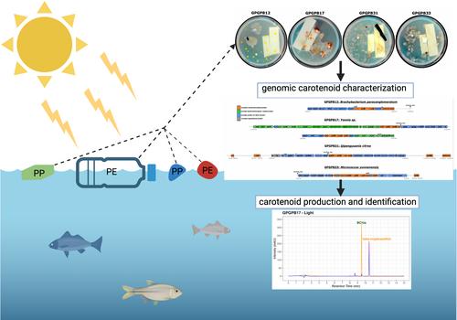 Hunting for pigments in bacterial settlers of the Great Pacific Garbage Patch