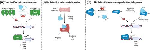 From ubiquity to specificity: The diverse functions of bacterial thioredoxin systems