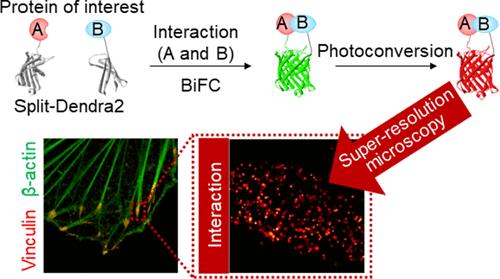 Highly Efficient Fluorescent Probe to Visualize Protein Interactions at the Superresolution
