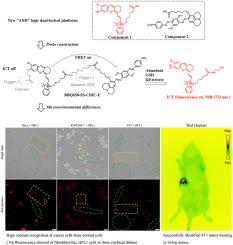 A novel “AND” logic platform based on ICT and FRET for constructing near-infrared dual-locked fluorescence probe