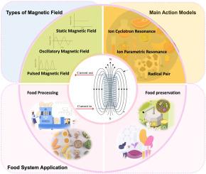 Revolutionizing food sustainability: Leveraging magnetic fields for food processing and preservation