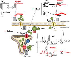 Loss-of-function W4645R mutation in the RyR2-caffeine binding site: implications for synchrony and arrhythmogenesis