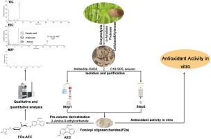 Isolation and characterization of feruloylated oligosaccharides from Phyllostachys acuta and in vitro antioxidant activity