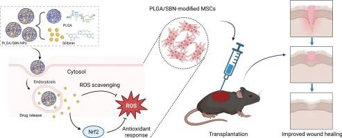 Modification of mesenchymal stromal cells with silibinin-loaded PLGA nanoparticles improves their therapeutic efficacy for cutaneous wound repair