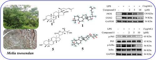 Meliasanines A–L, tirucallane-type triterpenoids from Melia toosendan with anti-inflammatory properties via NF-κB signaling pathway