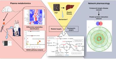 Network pharmacology combined with metabolomics to reveal the anti-fibrotic mechanism of Polygoni Orientalis Fructus in CCl4-induced hepatic fibrosis rats