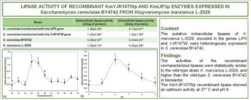 Lipase activity of recombinant KmYJR107Wp and KmLIP3p enzymes expressed in Saccharomyces cerevisiae BY4742 from Kluyveromyces marxianus L2029