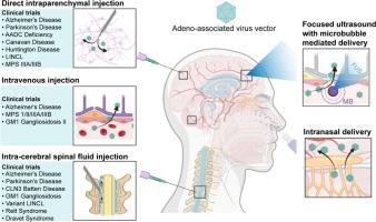 Adeno-associated virus vector delivery to the brain: Technology advancements and clinical applications