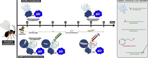 Foraging behavior of Ganaspis brasiliensis in response to temporal dynamics of volatile release by the fruit–Drosophila suzukii complex