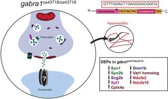 Characterization of the zebrafish gabra1sa43718/sa43718 germline loss of function allele confirms a function for Gabra1 in motility and nervous system development