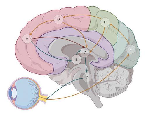 Deciphering Parkinson’s Disease through Eye Movements: A Promising Tool for Early Diagnosis in the Face of Cognitive Impairment