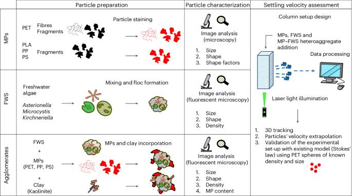 Impact of heteroaggregation between microplastics and algae on particle vertical transport