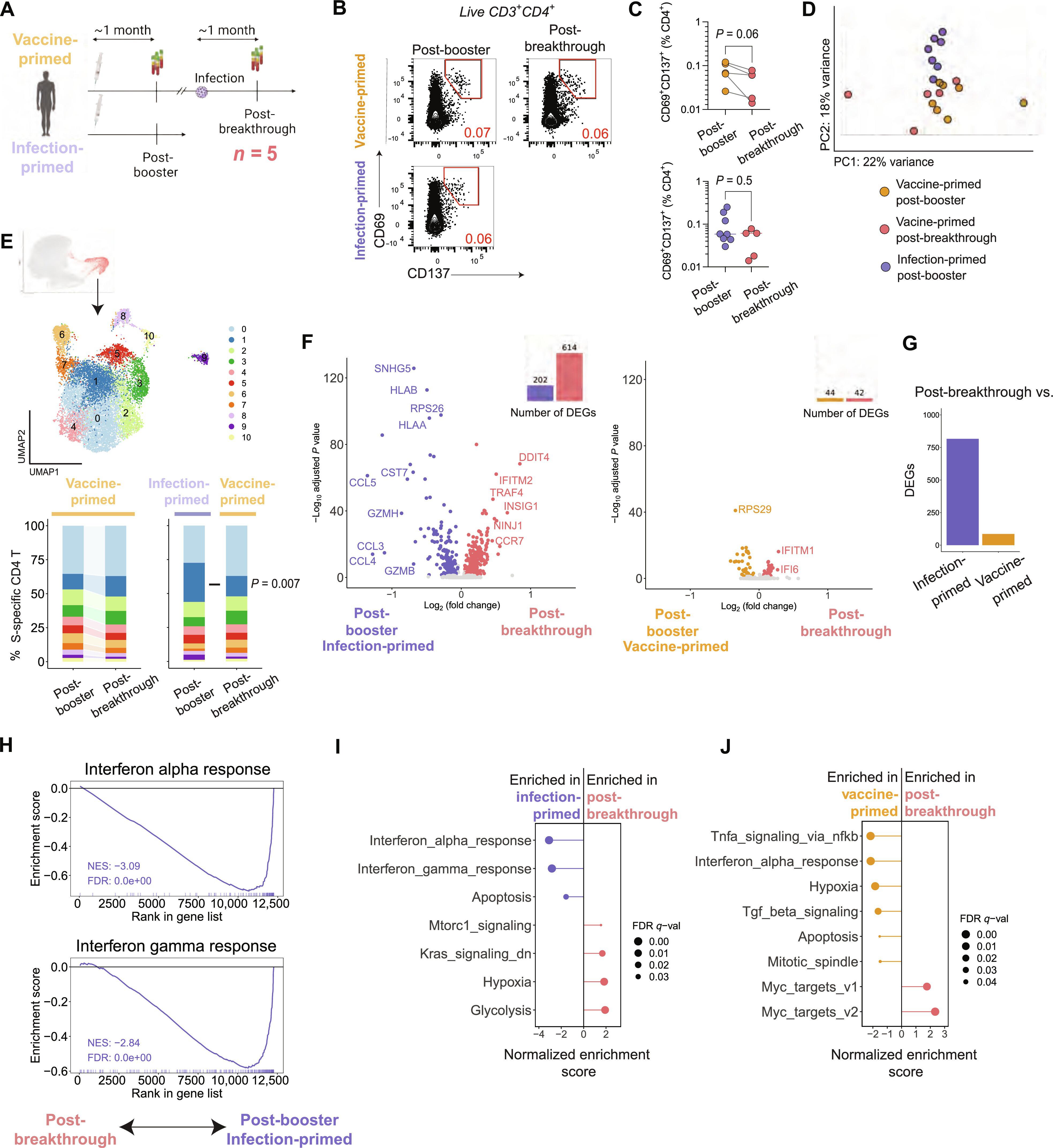 SARS-CoV-2 inflammation durably imprints memory CD4 T cells