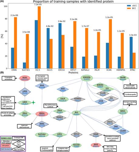 Deciphering dermatological distinctions: Cornulin as a discriminant biomarker between basal cell carcinoma and squamous cell carcinoma detected through e-biopsy and machine learning