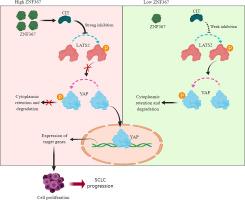 Zinc finger protein 367 exerts a cancer-promoting role in small cell lung cancer by influencing the CIT/LATS2/YAP signaling cascade