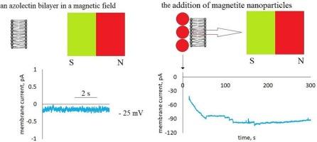 Effect of colloidal magnetite (Fe3O4) nanoparticles on the electrical characteristics of the azolectin bilayer in a static inhomogeneous magnetic field