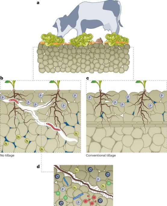 Root–soil–microbiome management is key to the success of regenerative agriculture