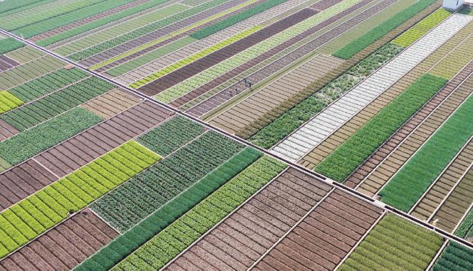 Crop diversity benefits increase with nation size