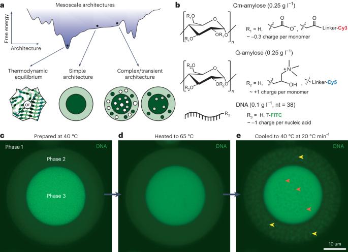 Biomolecular condensates with complex architectures via controlled nucleation