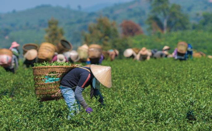 Better data for decent work in the global food system