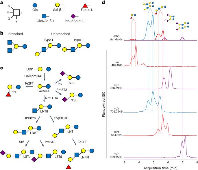 Engineered plants provide a photosynthetic platform for the production of diverse human milk oligosaccharides