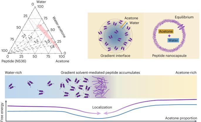 Concentration-gradient-driven nanocapsule formation