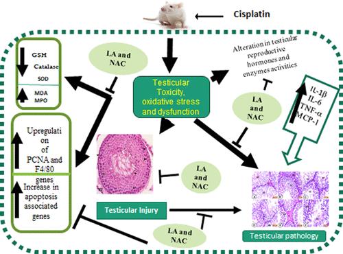 Mitigative Effects of l-Arginine and N-Acetyl Cysteine against Cisplatin-Induced Testicular Dysfunction and Toxicity through the Regulation of Antioxidant, Anti-inflammatory, and Antiapoptotic Markers: Role of miR-155 and miR-34c Expression