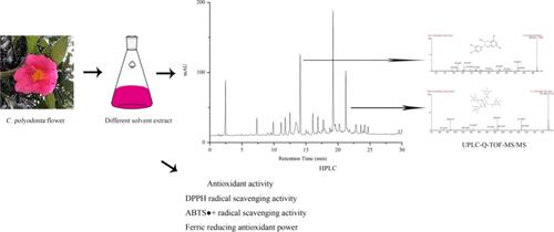 Solvent Effects on the Phenolic Compounds and Antioxidant Activity Associated with Camellia polyodonta Flower Extracts