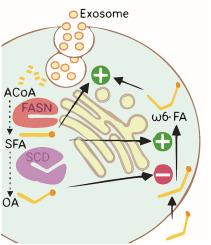 De novo synthesis of monounsaturated fatty acids modulates exosome-mediated lipid export from human granulosa cells