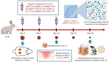 Pluronic F127 composite hydrogel for the repair of contraction suppressed full-thickness skin wounds in a rabbit model