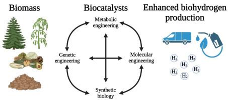 Exploring the performance of biocatalysts for biohydrogen production