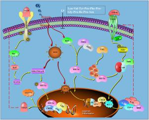 An active peptide from yak inhibits hypoxia-induced lung injury via suppressing VEGF/MAPK/inflammatory signaling