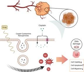 Exploring the combined impact of cisplatin and copper-cysteamine nanoparticles through Chemoradiation: An in-vitro study