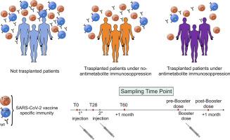 Effect of antimetabolite regimen on cellular and humoral immune response to SARS-COV-2 vaccination in solid organ transplant recipients