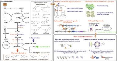 Application of modern synthetic biology technology in aromatic amino acids and derived compounds biosynthesis