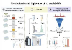 LC-HRMS-based metabolomics and lipidomics analyses of a novel probiotic Akkermansia Muciniphila in response to different nutritional stimulations