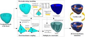 A Coupling Physics Model for Real-Time 4D Simulation of Cardiac Electromechanics