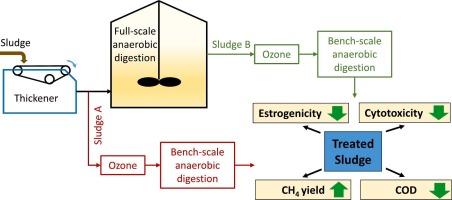 Ozonation for improved sludge reduction, cytotoxicity and estrogenicity control in anaerobic digestion