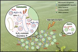 Alleviation of H2O2 toxicity by extracellular catalases in the phycosphere of Microcystis aeruginosa