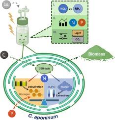 Tailoring nitrogen and phosphorus levels for tunable glycogen and protein production in halophilic Cyanobacterium aponinum PCC10605