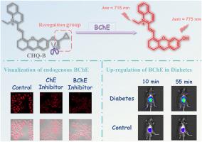 Exploring butyrylcholinesterase expression in living cells and diabetic mouse models using a fluorescent probe with near-infrared excitation and emission maxima