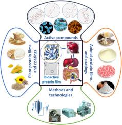 Investigating next-generation edible packaging: Protein-based films and coatings for delivering active compounds