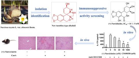 Immunosuppressive alkaloids from Narcissus tazetta subsp. Chinensis and the mechanism of (+)-narciclasine in vitro and in vivo