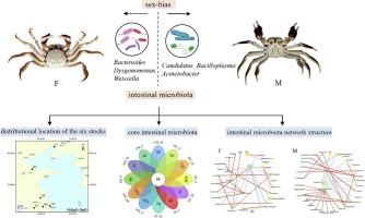 Sex-bias of core intestinal microbiota in different stocks of Chinese mitten crabs (Eriocheir sinensis)